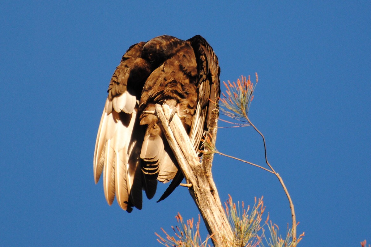 Turkey Vulture - ML406552751