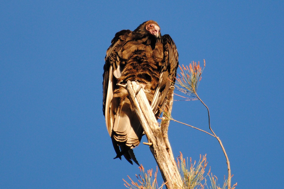 Turkey Vulture - ML406552761