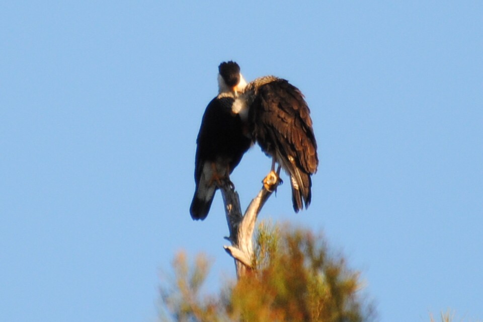 Crested Caracara - ML406552841