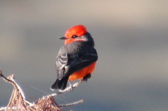 Vermilion Flycatcher - ML406552931