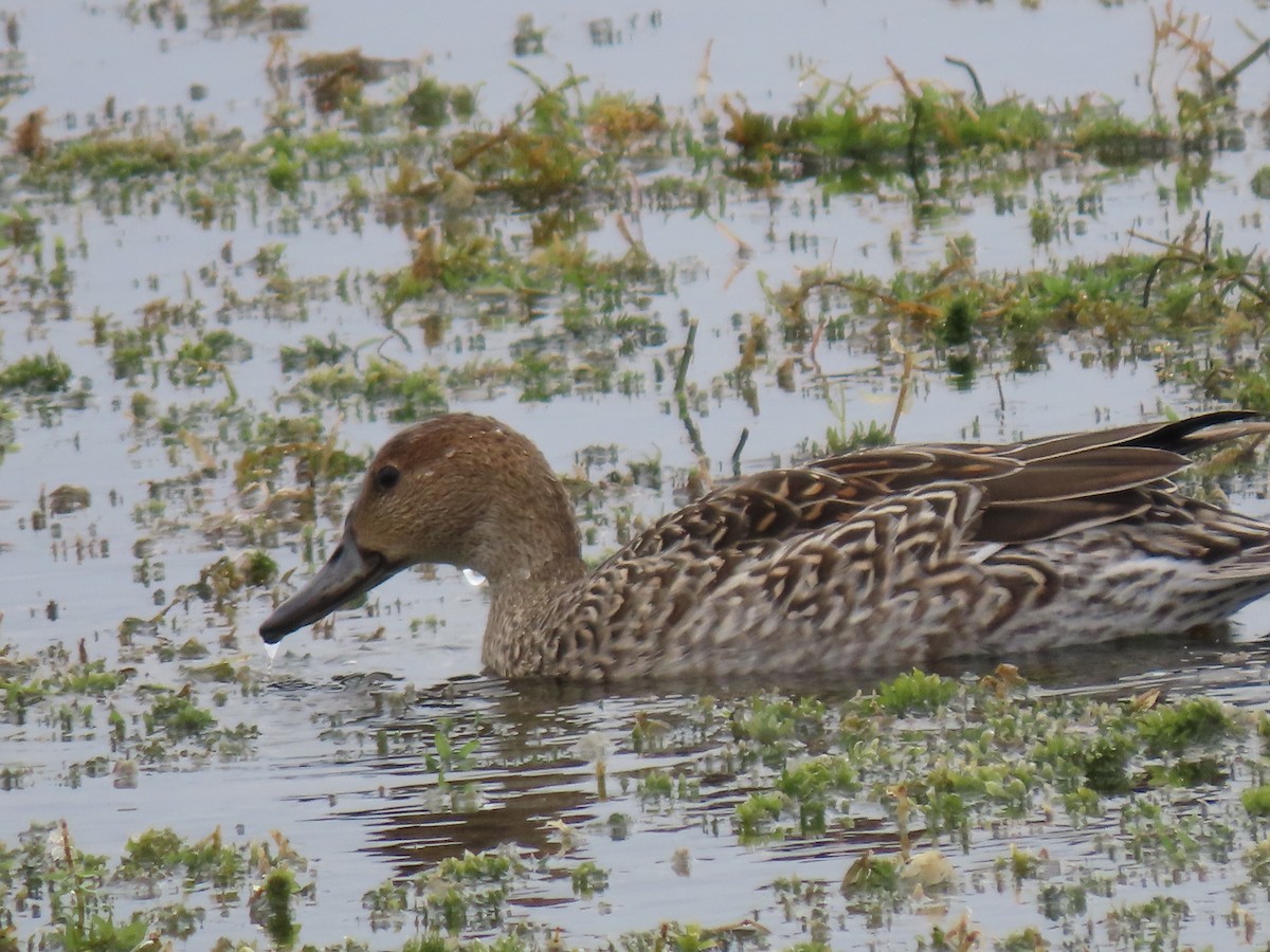 Northern Pintail - Jeff Werrmann