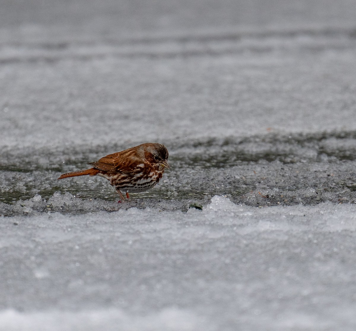 Fox Sparrow - ML406555411