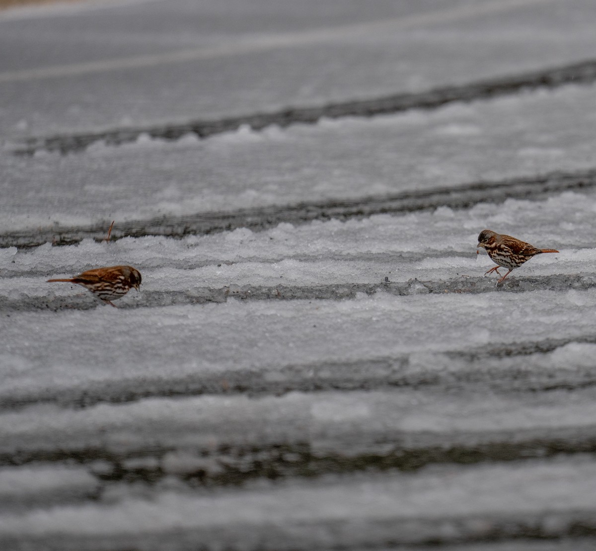 Fox Sparrow - ML406555491