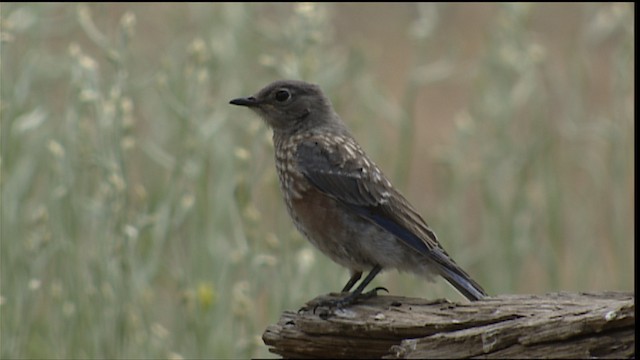 Western Bluebird - ML406557