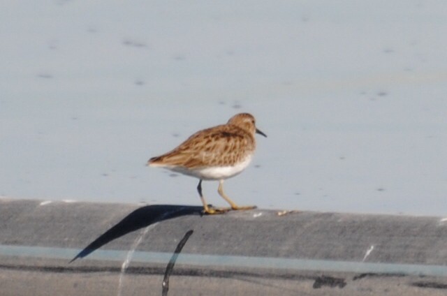 Least Sandpiper - ML406557281