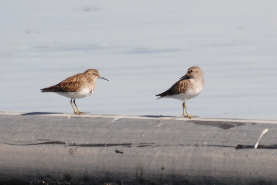 Least Sandpiper - ML406557301