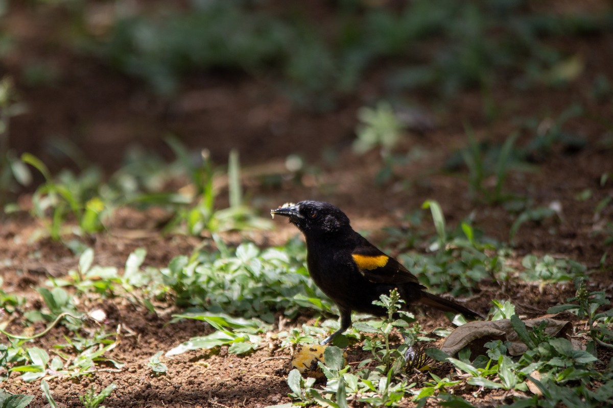 Variable Oriole - ML406560351