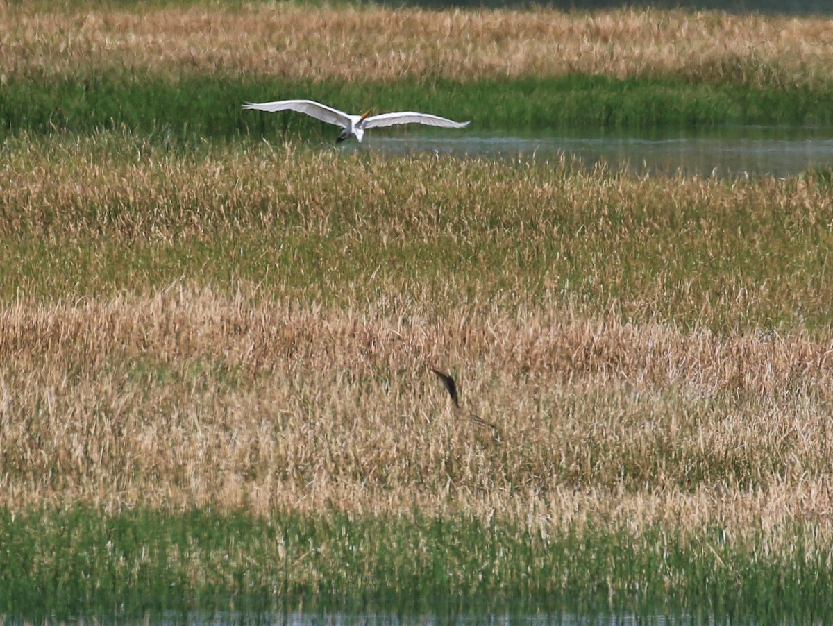 Pinnated Bittern - ML406561011