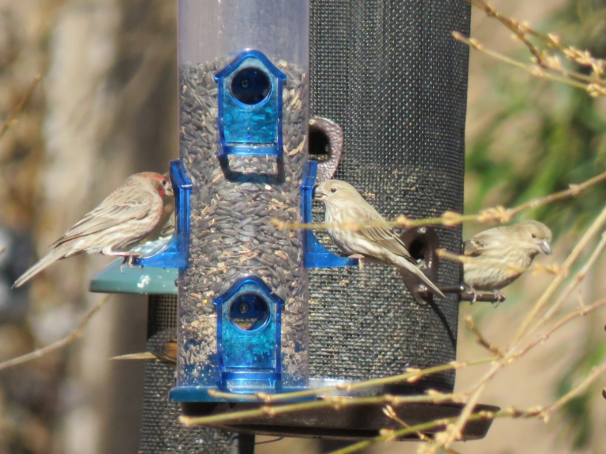 House Finch - ML406562381