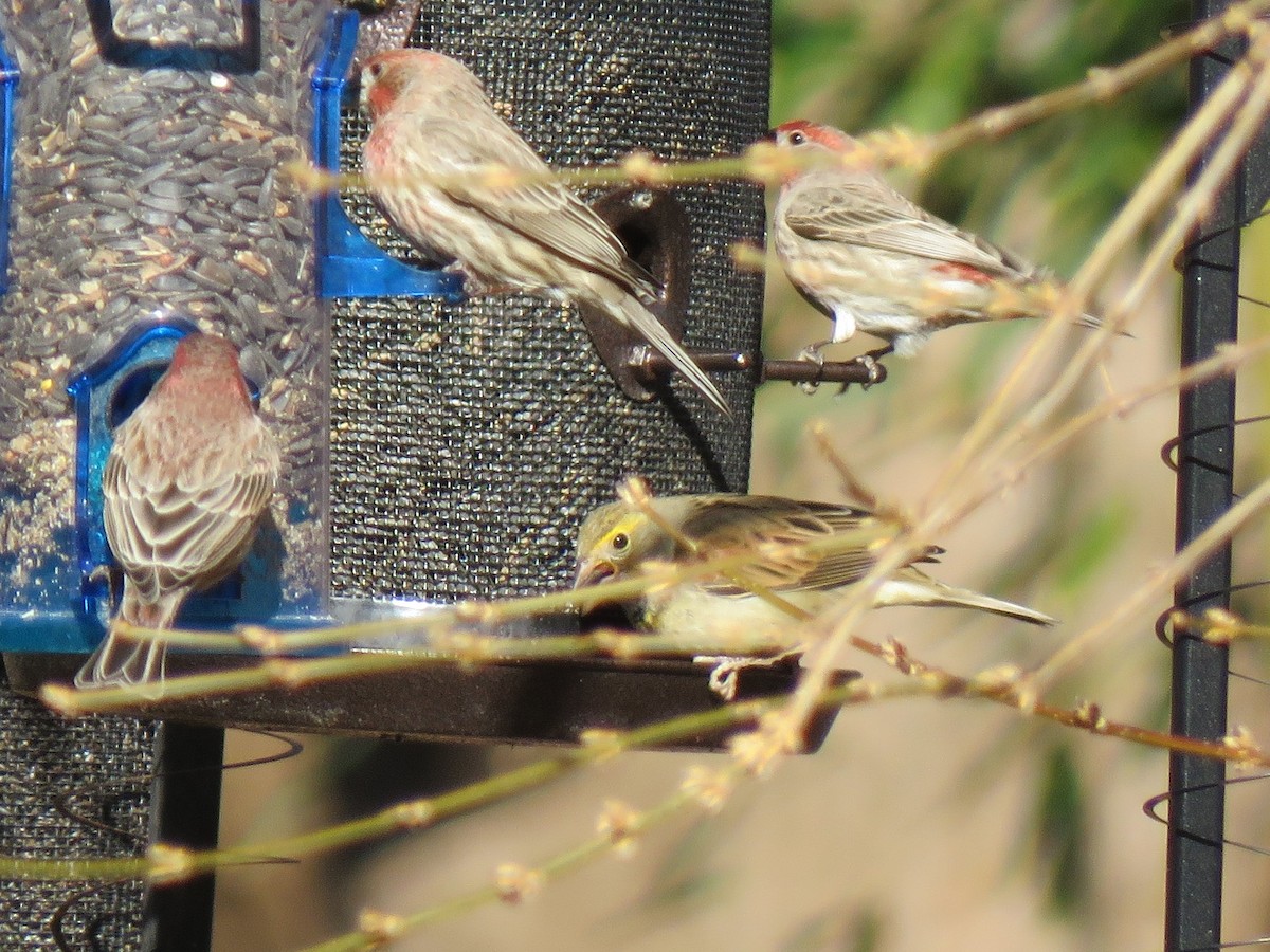 Dickcissel - ML406562461