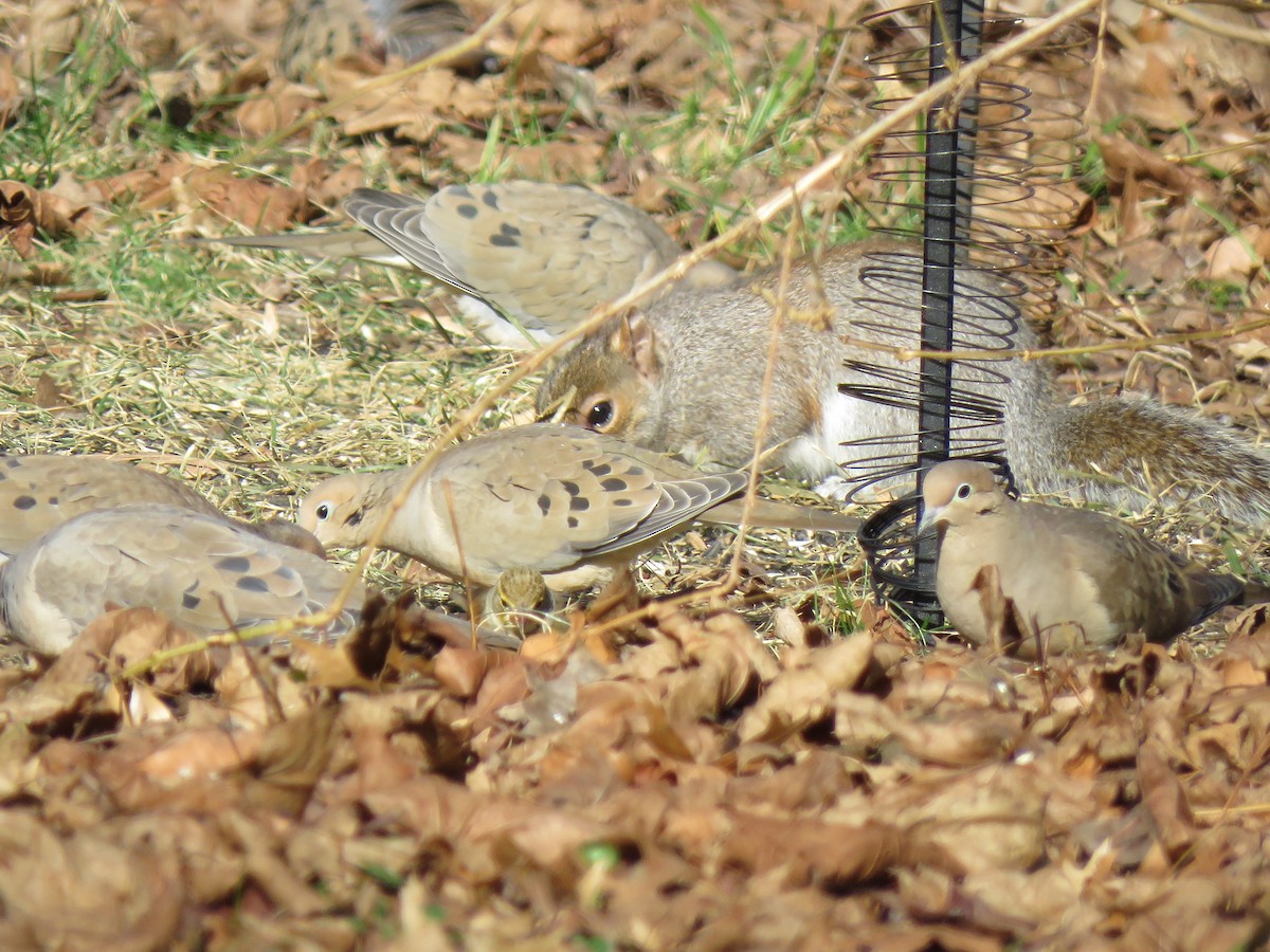 Mourning Dove - ML406563121