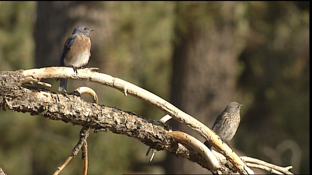 Western Bluebird - ML406564