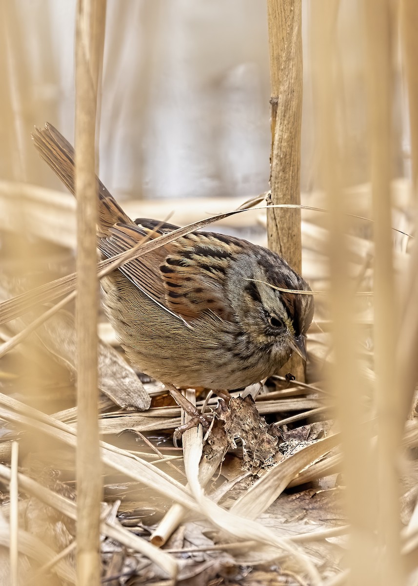 Swamp Sparrow - ML406564351