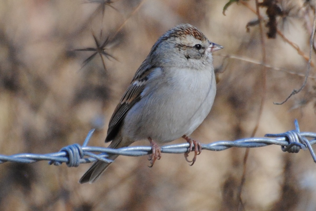 Chipping Sparrow - Bryan Sharp