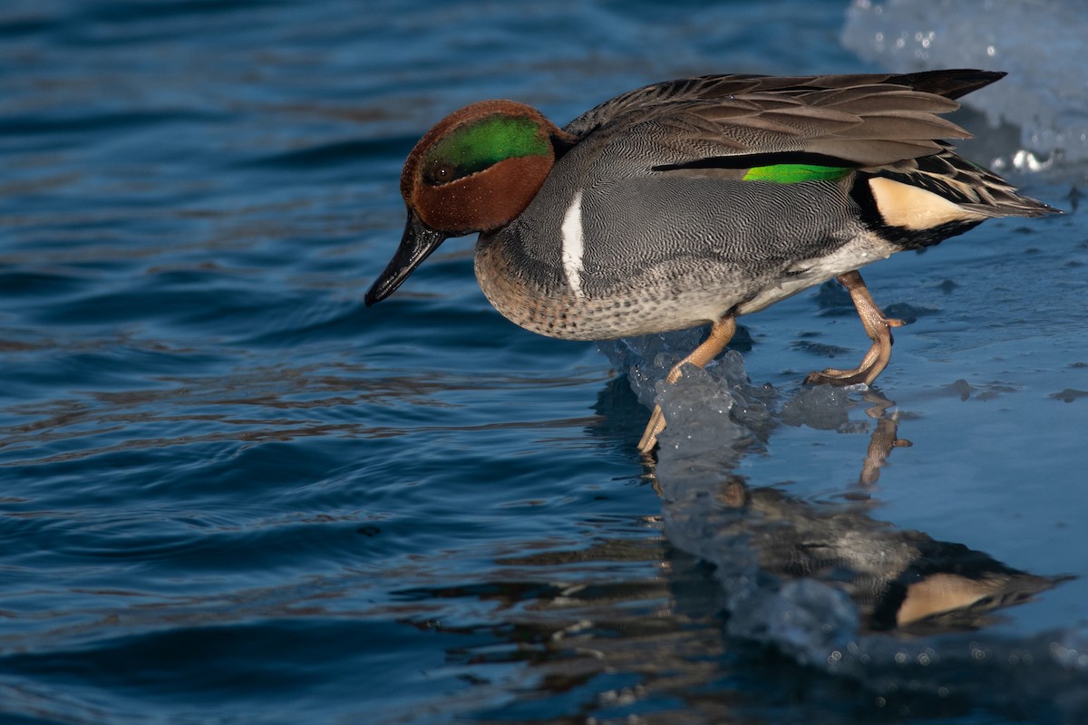 Green-winged Teal (American) - ML406564811