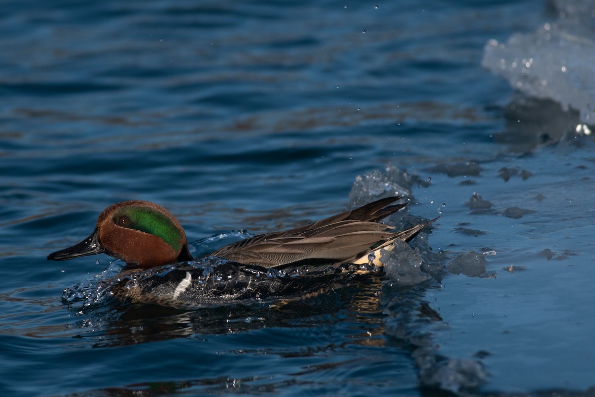 Green-winged Teal (American) - ML406565021