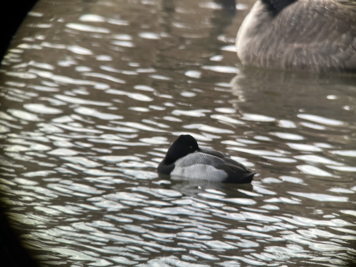 Lesser Scaup - ML406565351