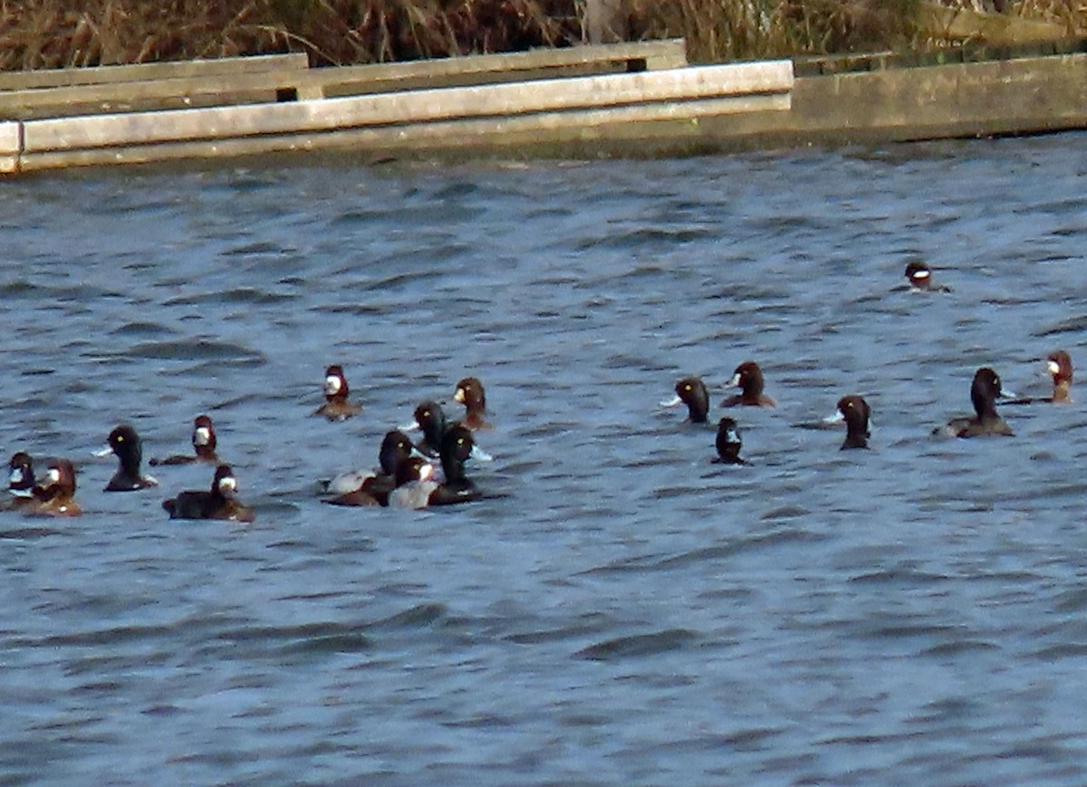 Lesser Scaup - ML406565761