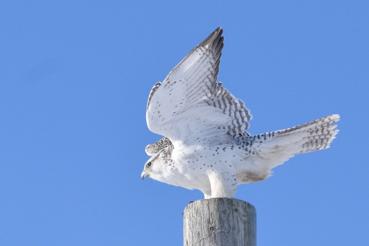 Gyrfalcon - ML406568081