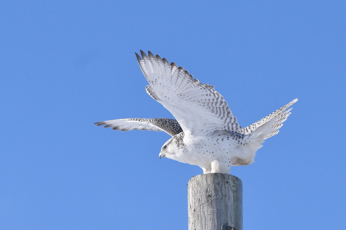 Gyrfalcon - ML406568141