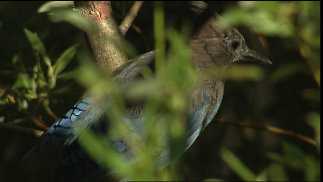 Steller's Jay (Coastal) - ML406569