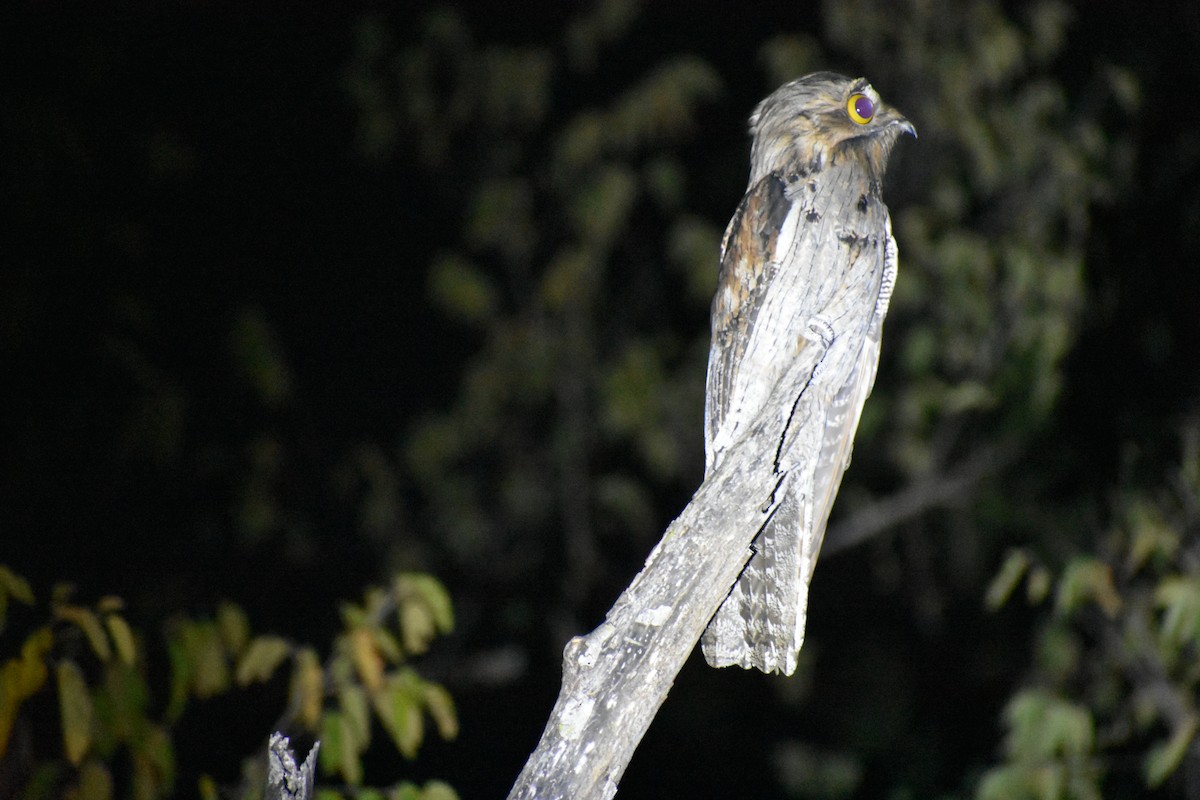 Northern Potoo - ML406569411