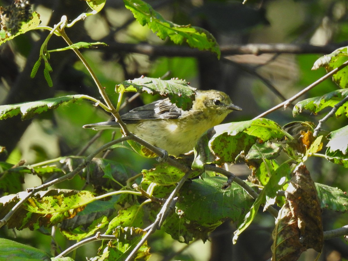 Braunkehl-Waldsänger - ML406569651