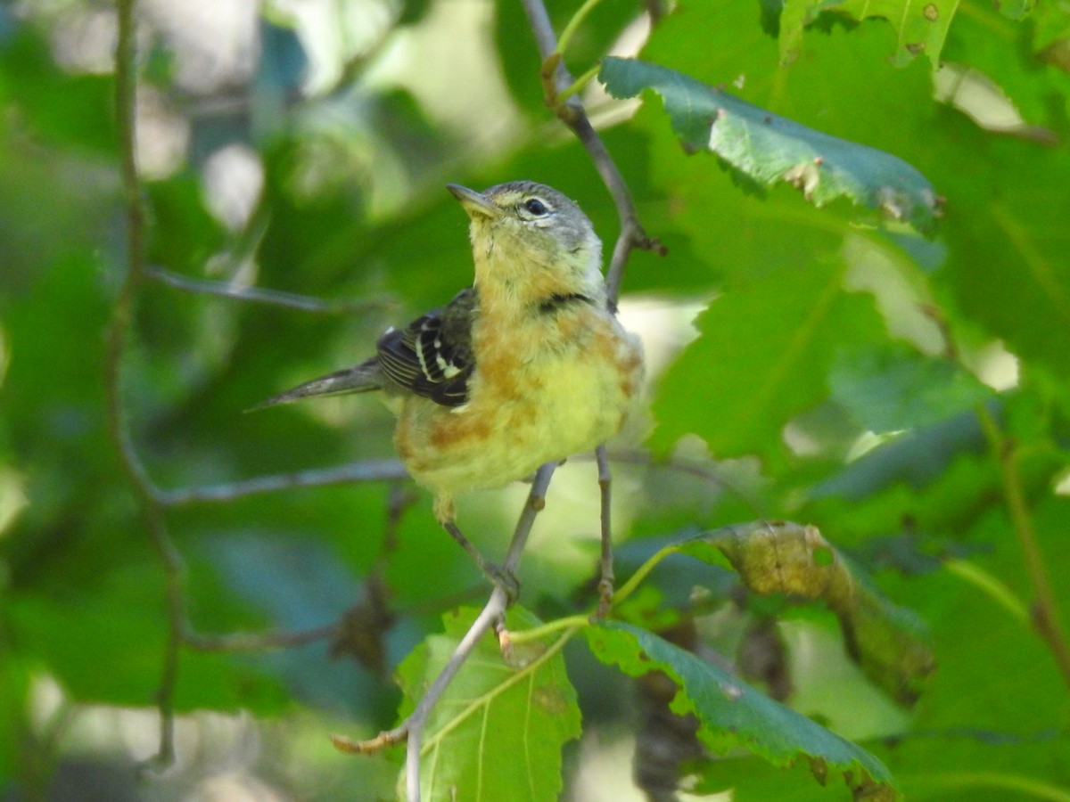 Bay-breasted Warbler - ML406569721
