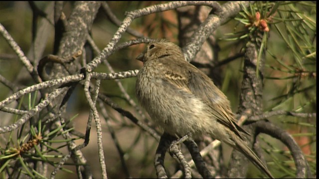 House Finch - ML406570