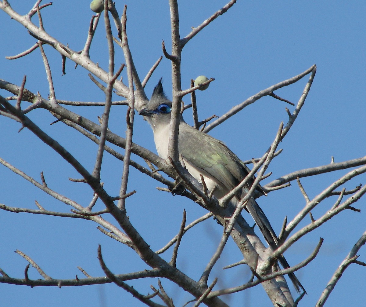 Verreaux's Coua - Allen Lewis