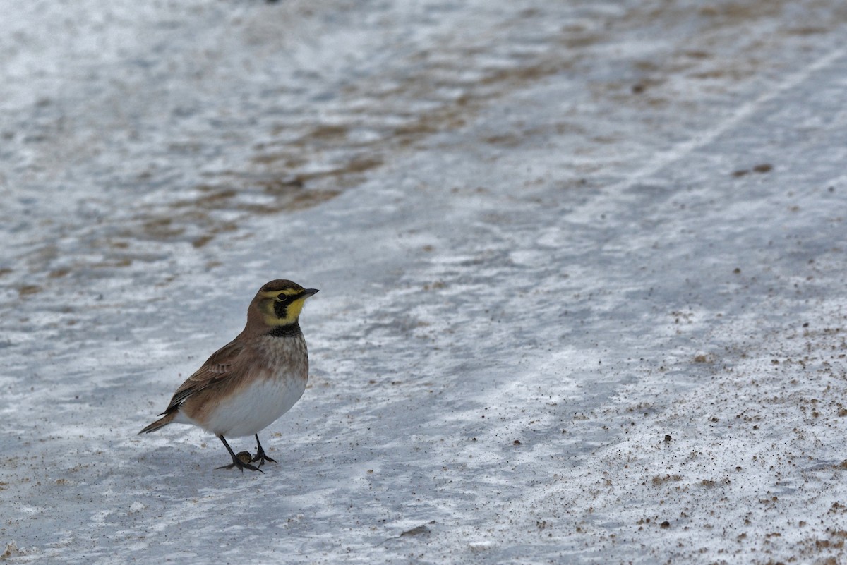 Horned Lark - ML40657171