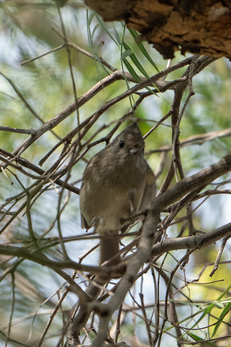 Oak Titmouse - ML406572361