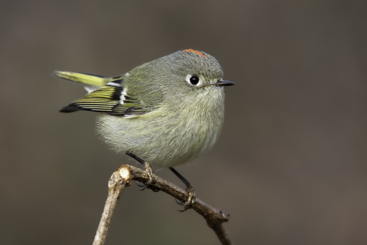 Ruby-crowned Kinglet - ML406572681