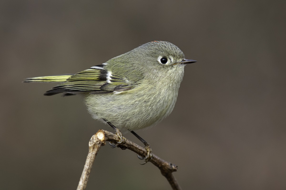 Ruby-crowned Kinglet - ML406572731