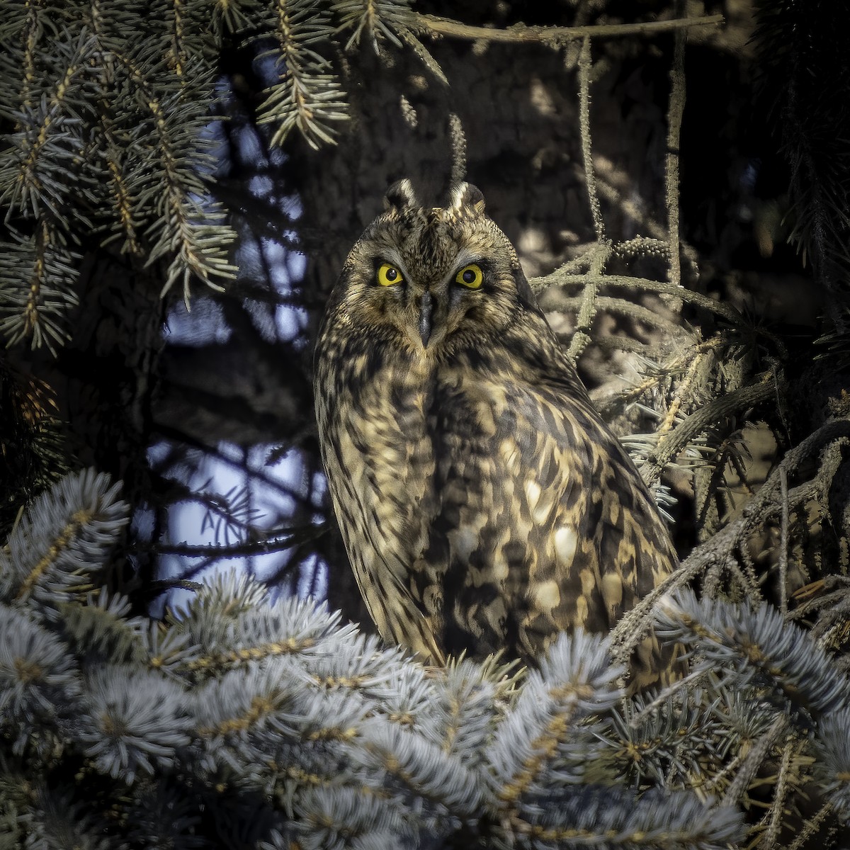 kalous pustovka (ssp. flammeus) - ML406573911