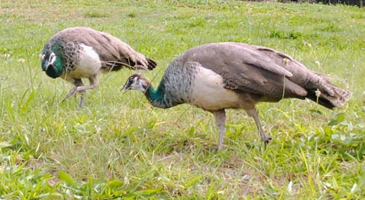 Indian Peafowl - ML406574111