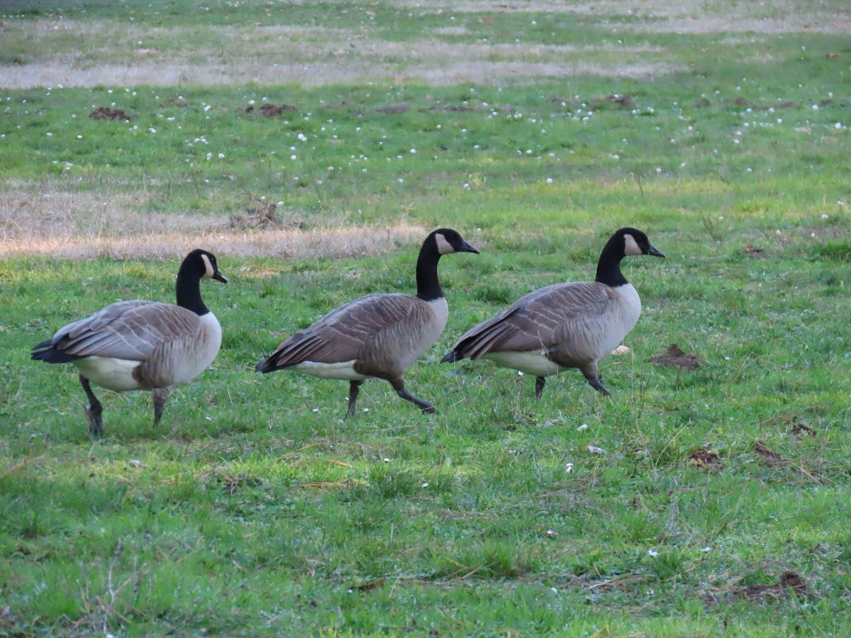 Канад галуу - ML406575551