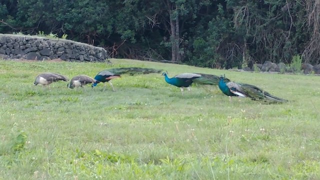 Indian Peafowl - ML406575621