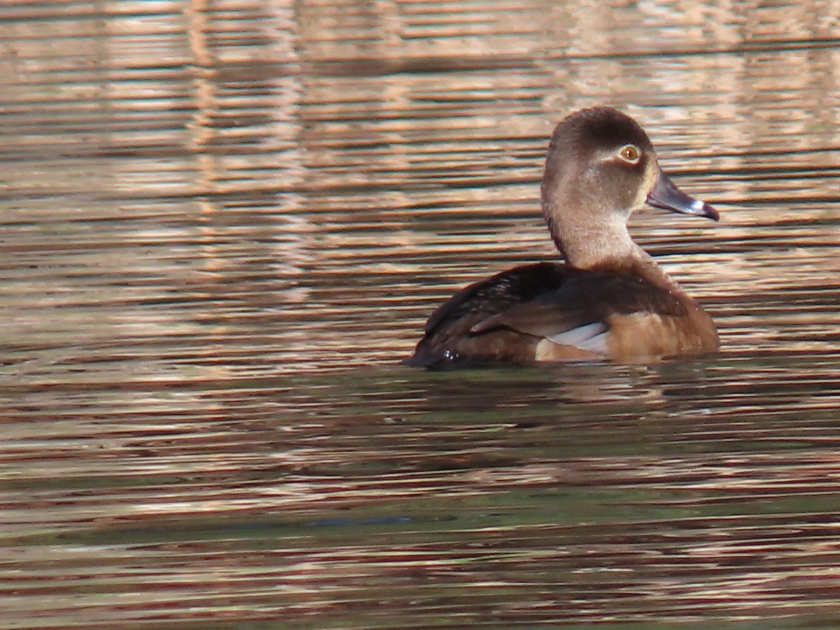 Ring-necked Duck - ML406576051