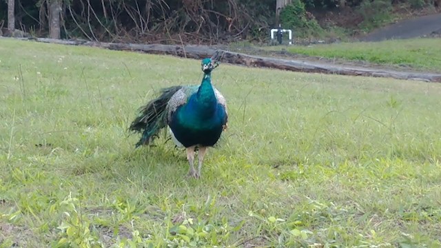 Indian Peafowl - ML406576351