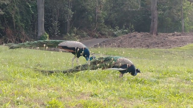 Indian Peafowl - ML406576681