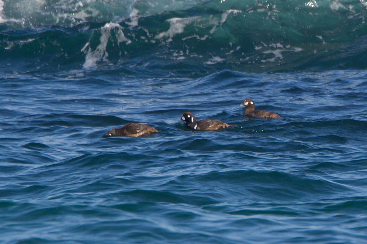 Harlequin Duck - bryan moon