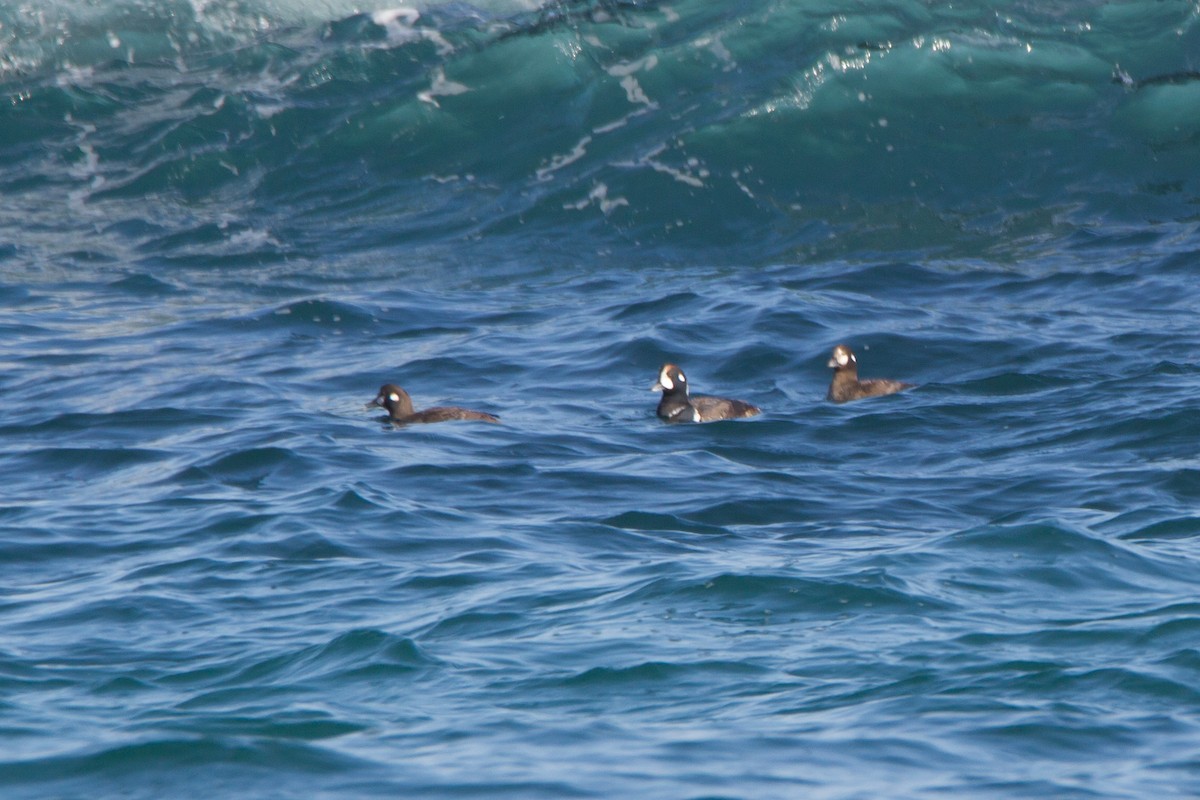 Harlequin Duck - bryan moon