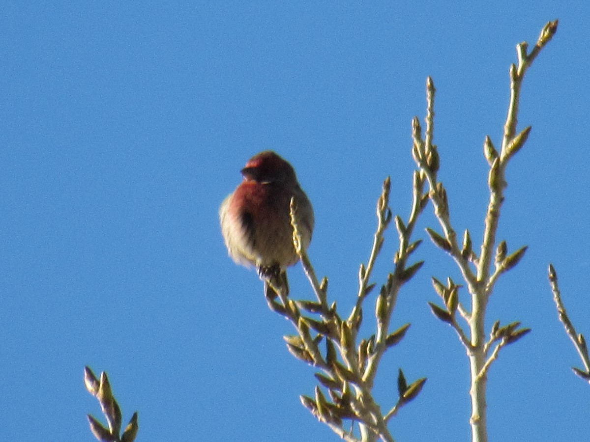 House Finch - ML406579231