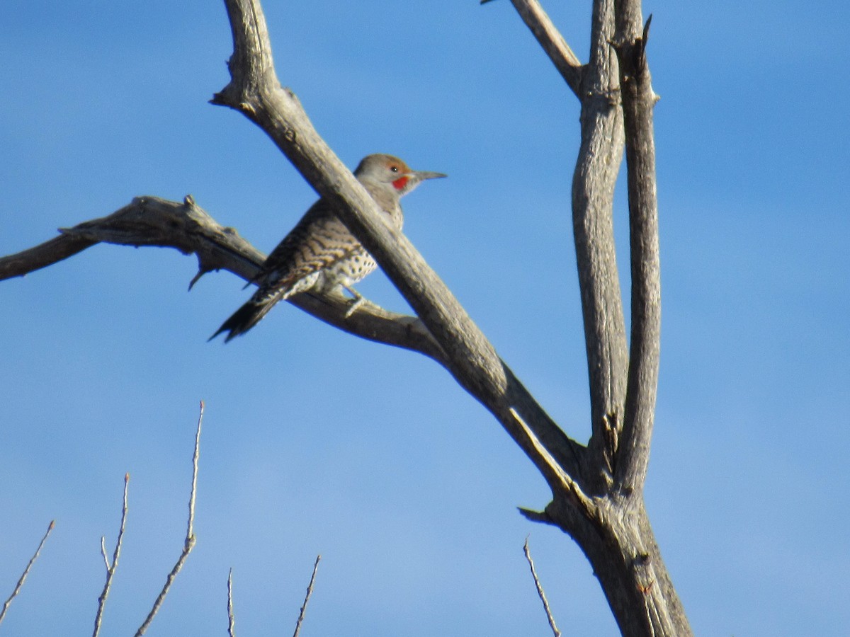 Northern Flicker (Red-shafted) - ML406580111