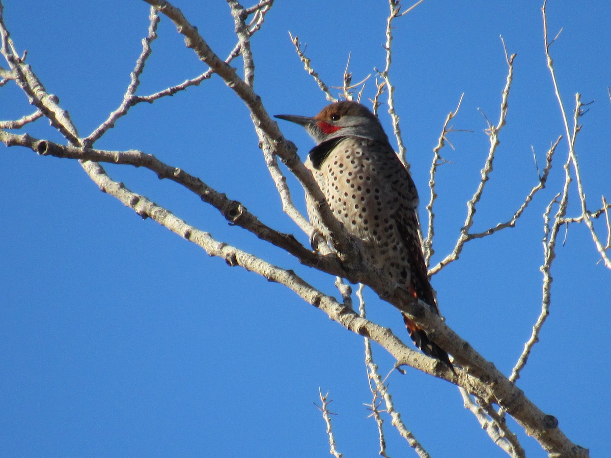 Northern Flicker (Red-shafted) - ML406580181