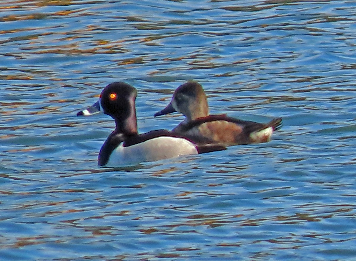 Ring-necked Duck - ML406580621