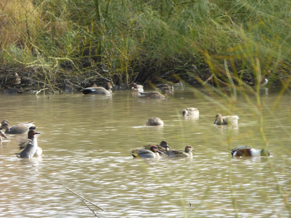 Canvasback - ML406583121