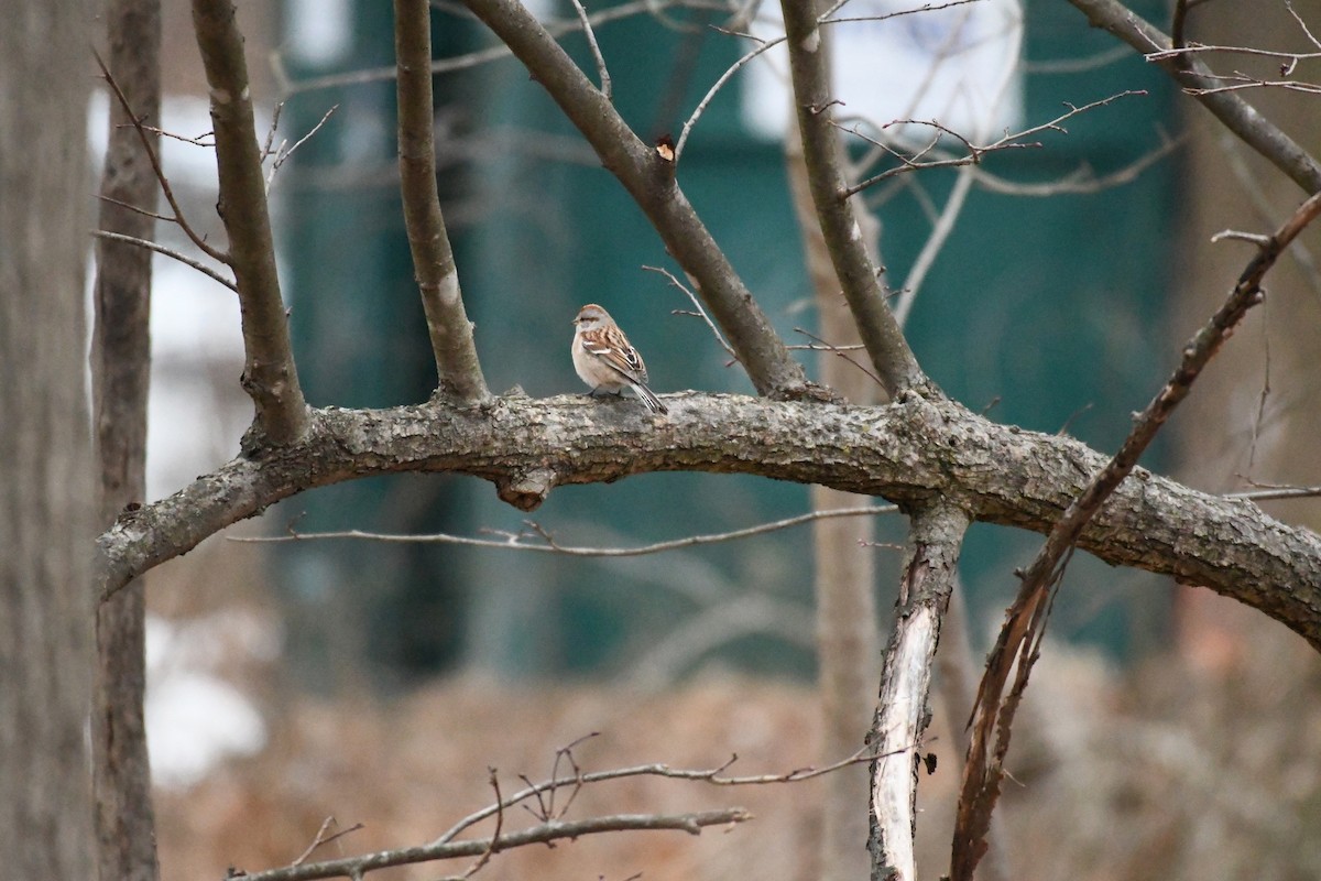 American Tree Sparrow - ML406585401