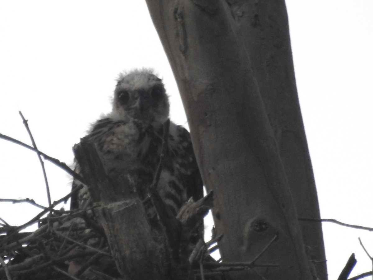 Brown Goshawk - ML40658591